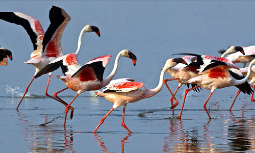 Ahmedabad Dasada Weekend Tour
