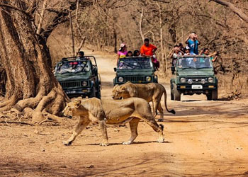 Ahmedabad Gir National Park Weekend Tour  Duration( 2 Nights / 3 Days)