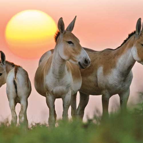 Gujarat Wildlife & Bird Watching Tour  ( 8 Nights / 9 Days )