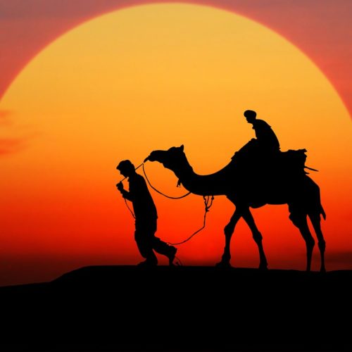 Camel Safaris and Desert Camping