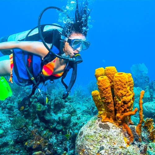 Scuba Diving And Snorkel
